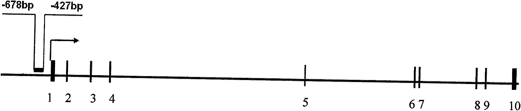 Quantitative detection method of HPP1 gene methylation