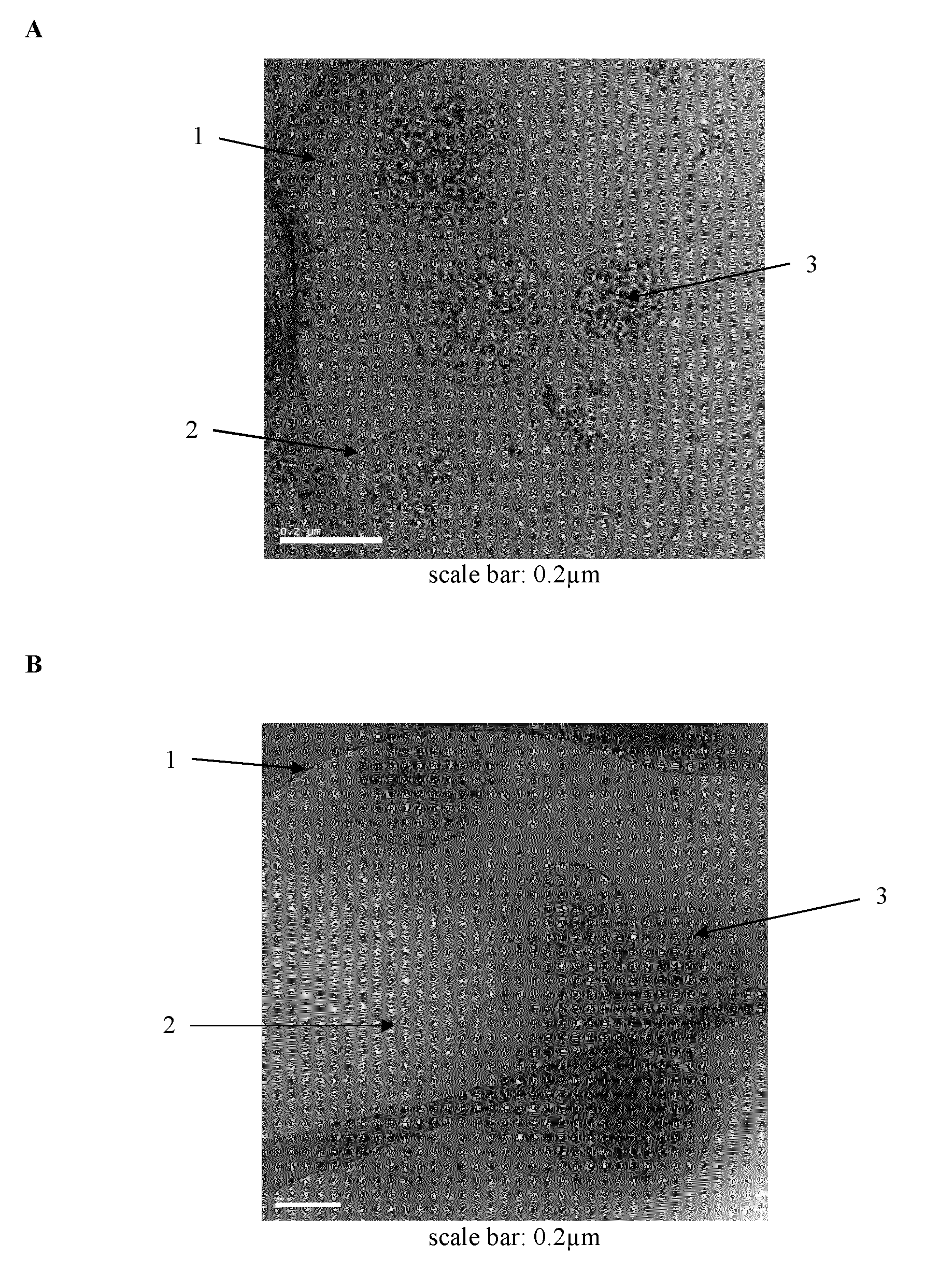 Nanoparticles delivery systems, preparation and uses thereof