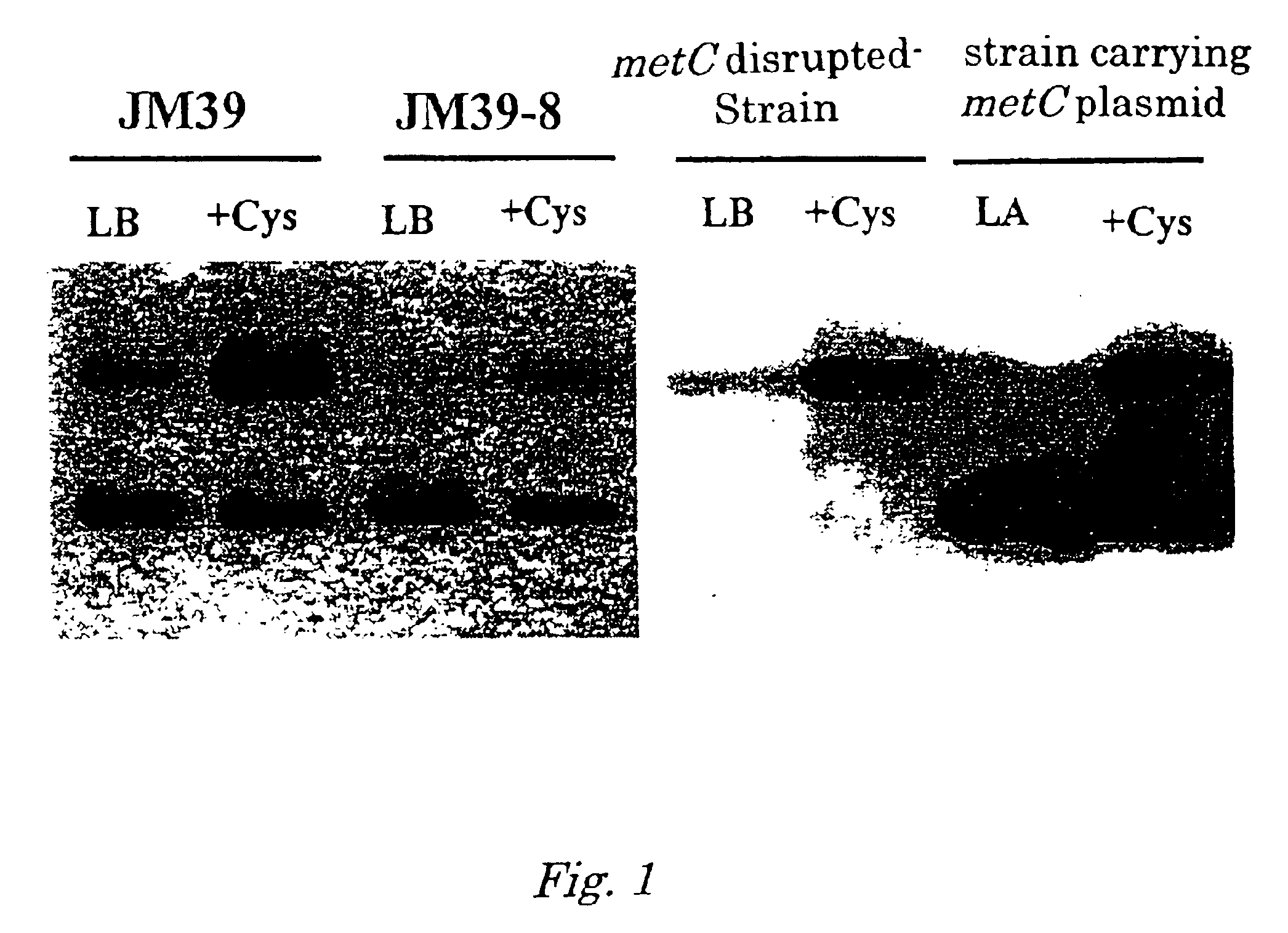 L-cysteine producing bacterium and method for producing L-cysteine