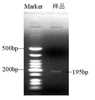 Nest polymerase chain reaction (PCR) detecting method of transgenic crop cauliflower mosaic virus