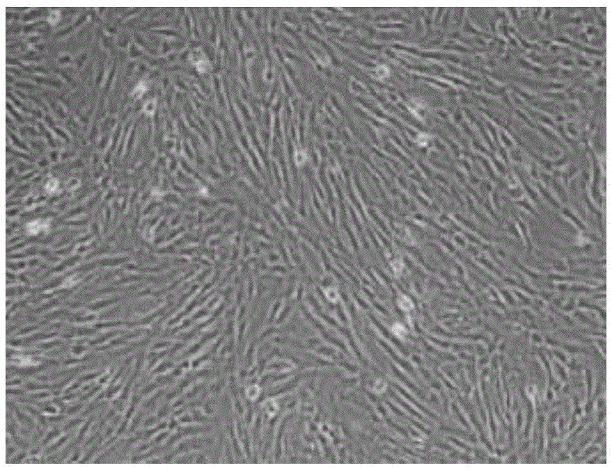 Umbilical cord tissue block cryopreservation method