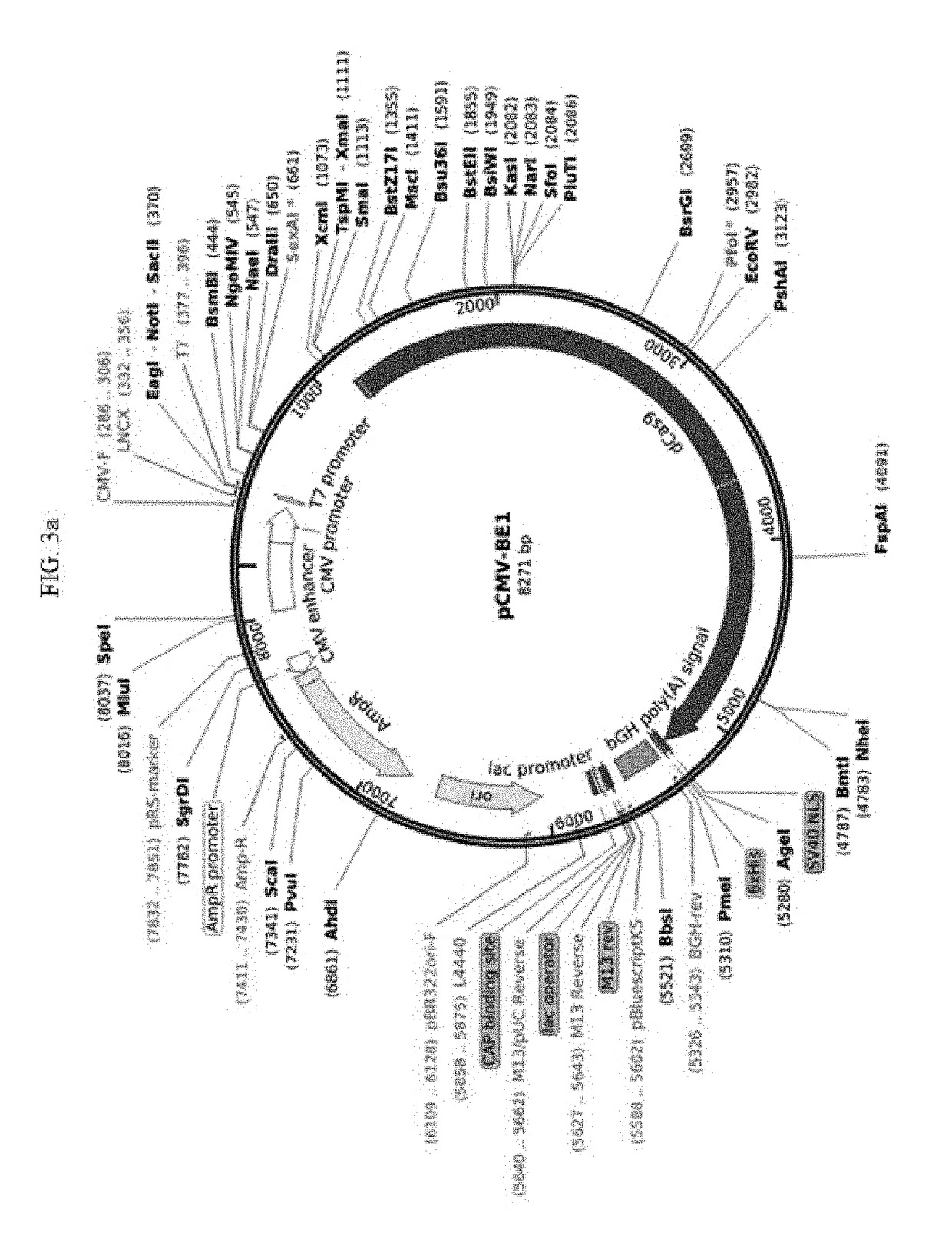 Method of identifying genome-wide off-target sites of base editors by detecting single strand breaks in genomic DNA