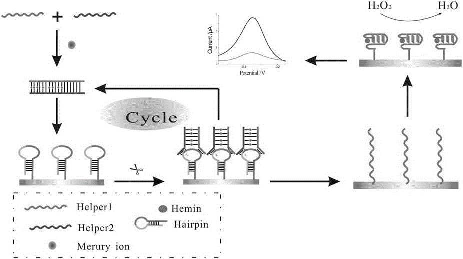 Electrochemical sensor for detecting mercury ions based on aptamer and preparation method thereof