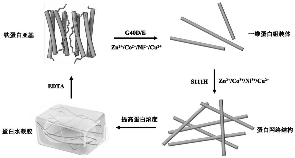 Method for constructing non-denatured protein hydrogel through molecular self-assembly technology