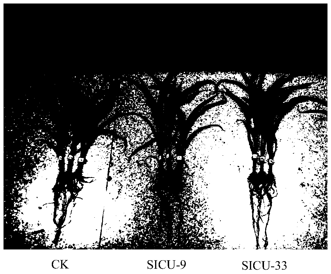 Aspergillus niger SICU-33 capable of promoting plant growth and application thereof