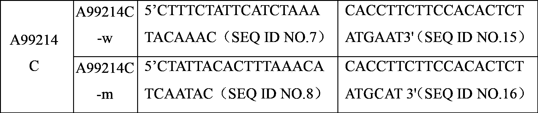 Specific primer and liquid phase chip for detecting TYR gene mutation