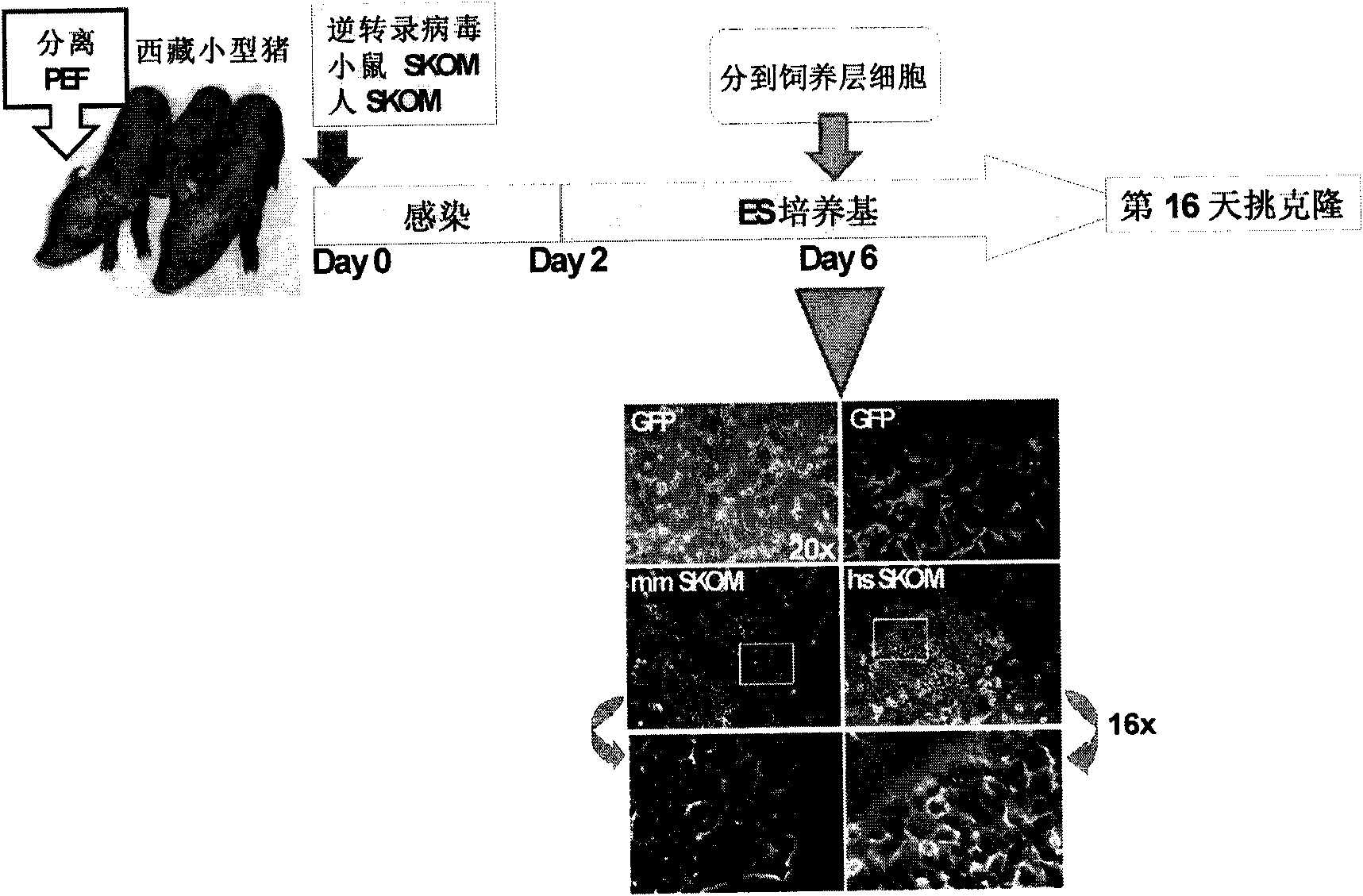 Method for generating and inducing pluripotent stem cells by using pig fibroblasts