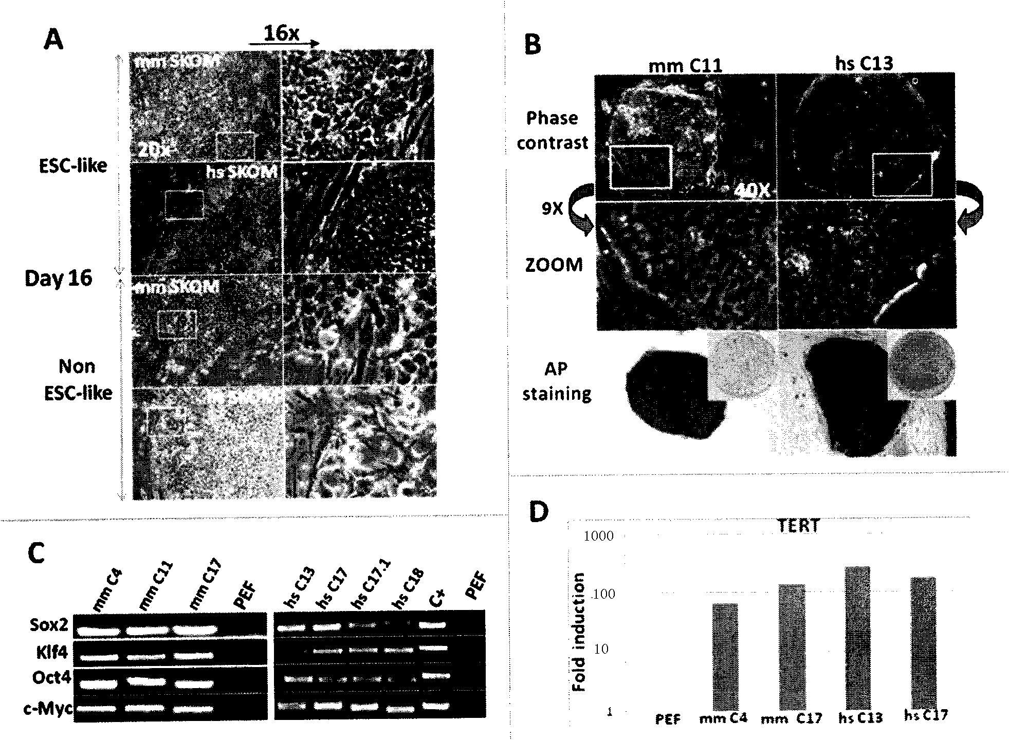 Method for generating and inducing pluripotent stem cells by using pig fibroblasts