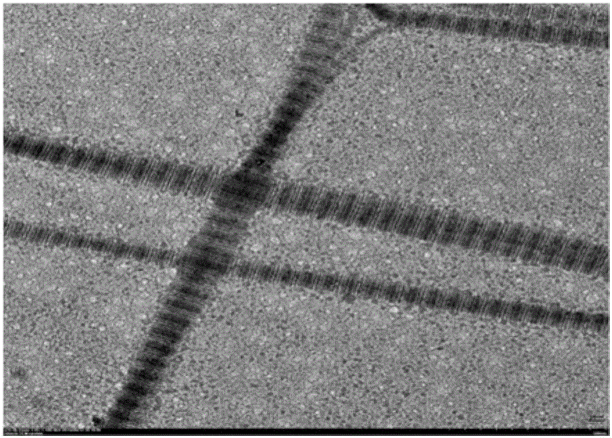 Biomimetic mineralized adhesive film prepared from polymer film forming material-loaded ACP and in-vitro induction remineralization method