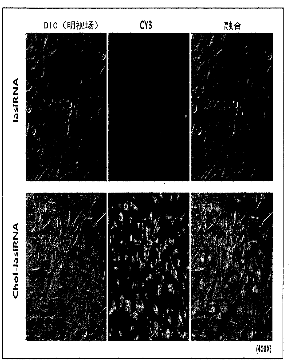 Nucleic acid molecules capable of inducing RNA interference with intracellular penetration and uses thereof