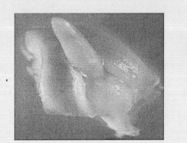 Method for culturing corn haploid coleoptile section tissue and specific culture medium thereof