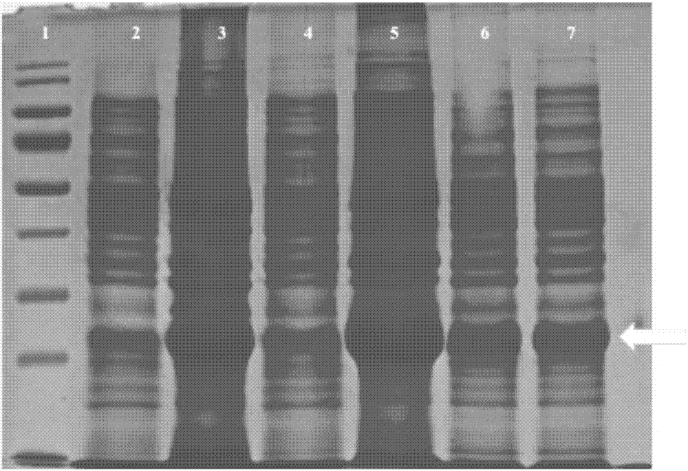 Truncated growth differentiation factor 11 with biological activity and preparation method thereof