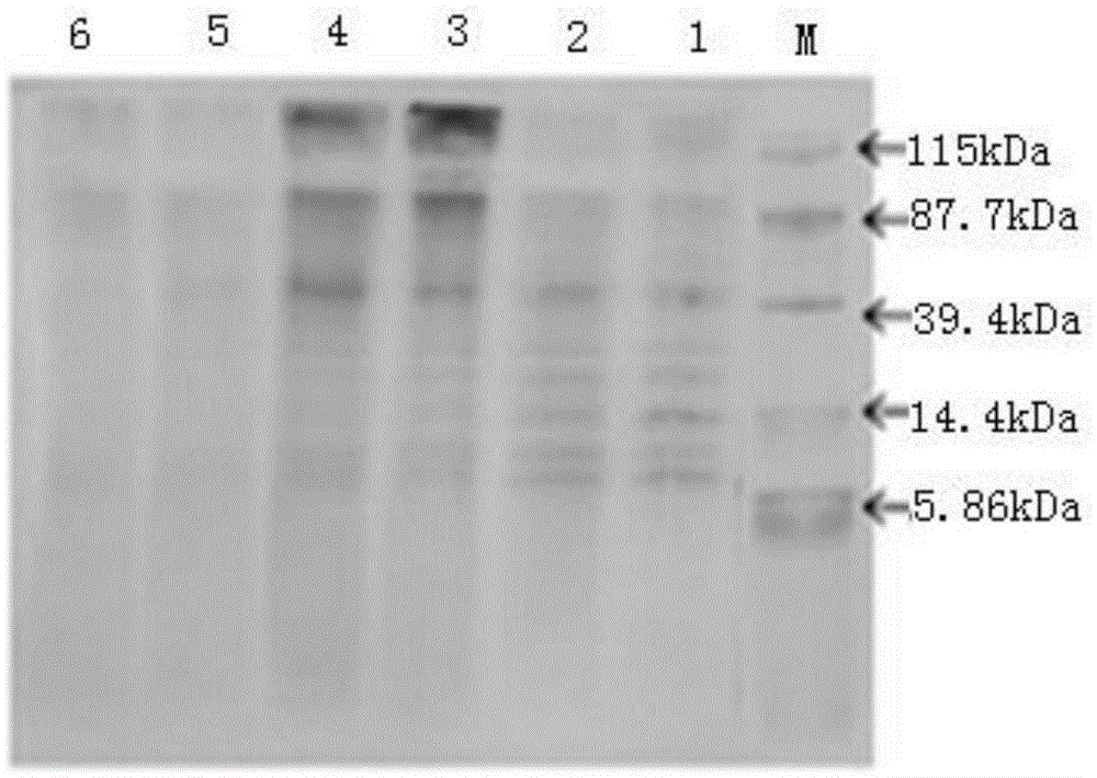 Device and method for gradient concentration by coupling enzyme-membrane method using residual heat for mechanical supercharging