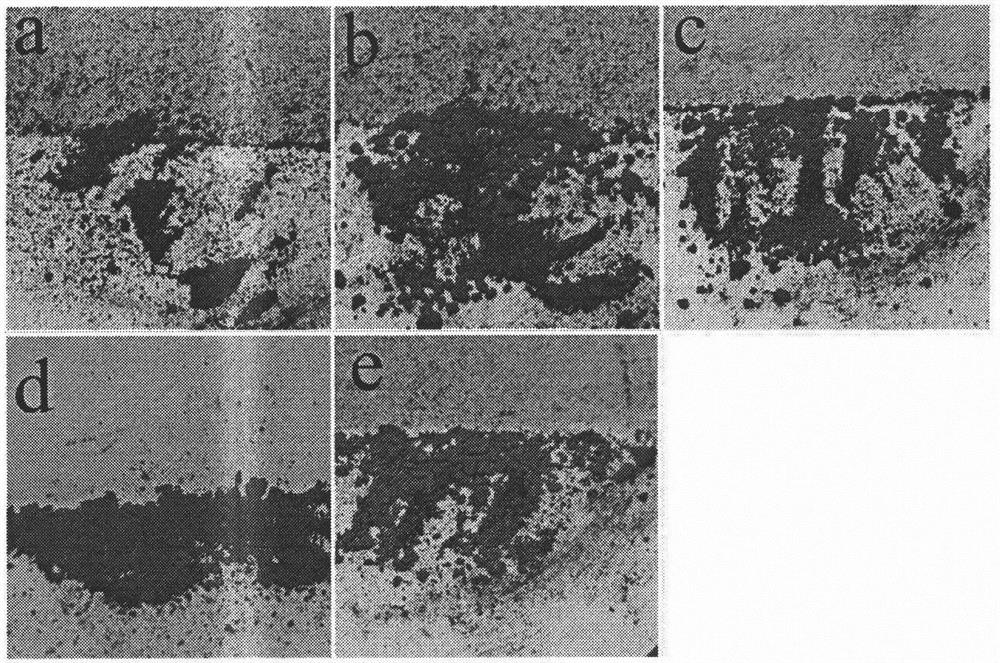 Preparation method and application of ferroferric oxide brain-targeted contrast agent