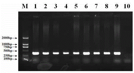 Kit and method for rapidly extracting plant genome DNA