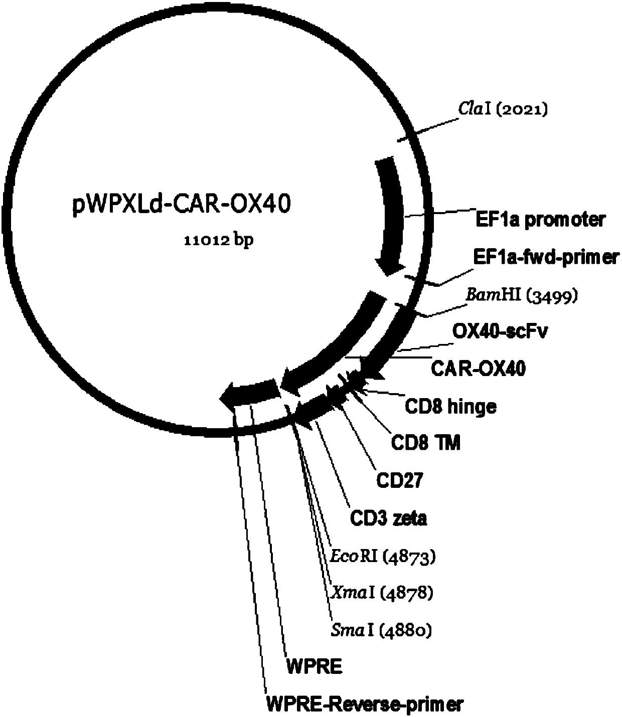 Single-chain antibody targeting OX40, chimeric antigen receptor T-lymphocyte and preparation method and application thereof