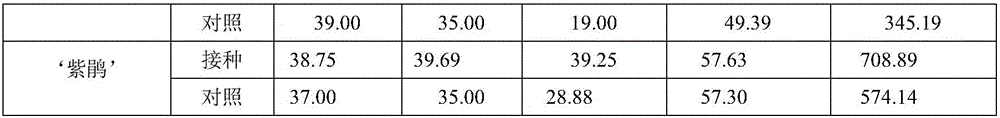 Cultivation medium special for rhododendron container seedlings and cultivation method thereof