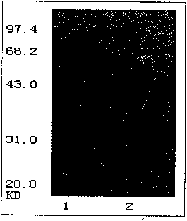 Specific binding protein and application thereof