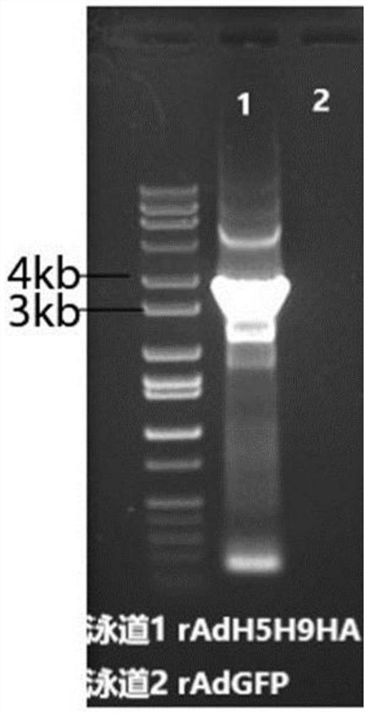 Adenovirus vector bivalent vaccine for simultaneously preventing avian influenza H5 and H9 subtypes and preparation method of adenovirus vector bivalent vaccine