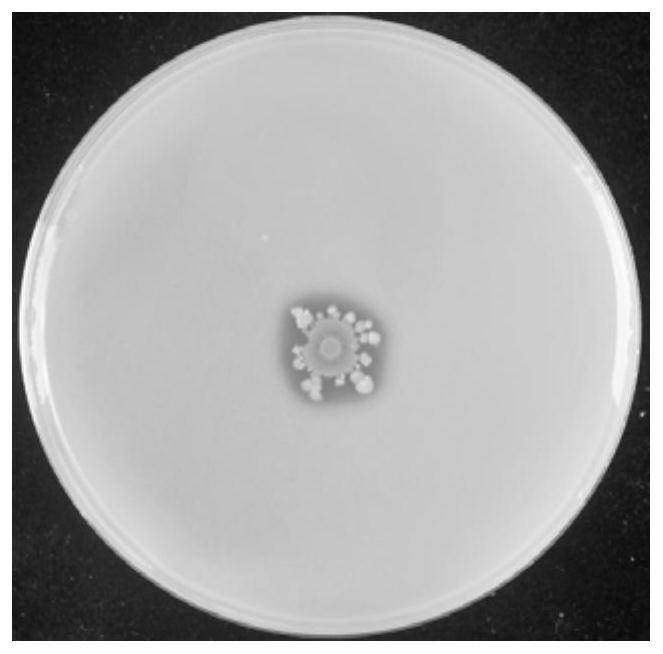 Root nodule endophyte S43 with phosphate solubilizing function and application of root nodule endophyte S43