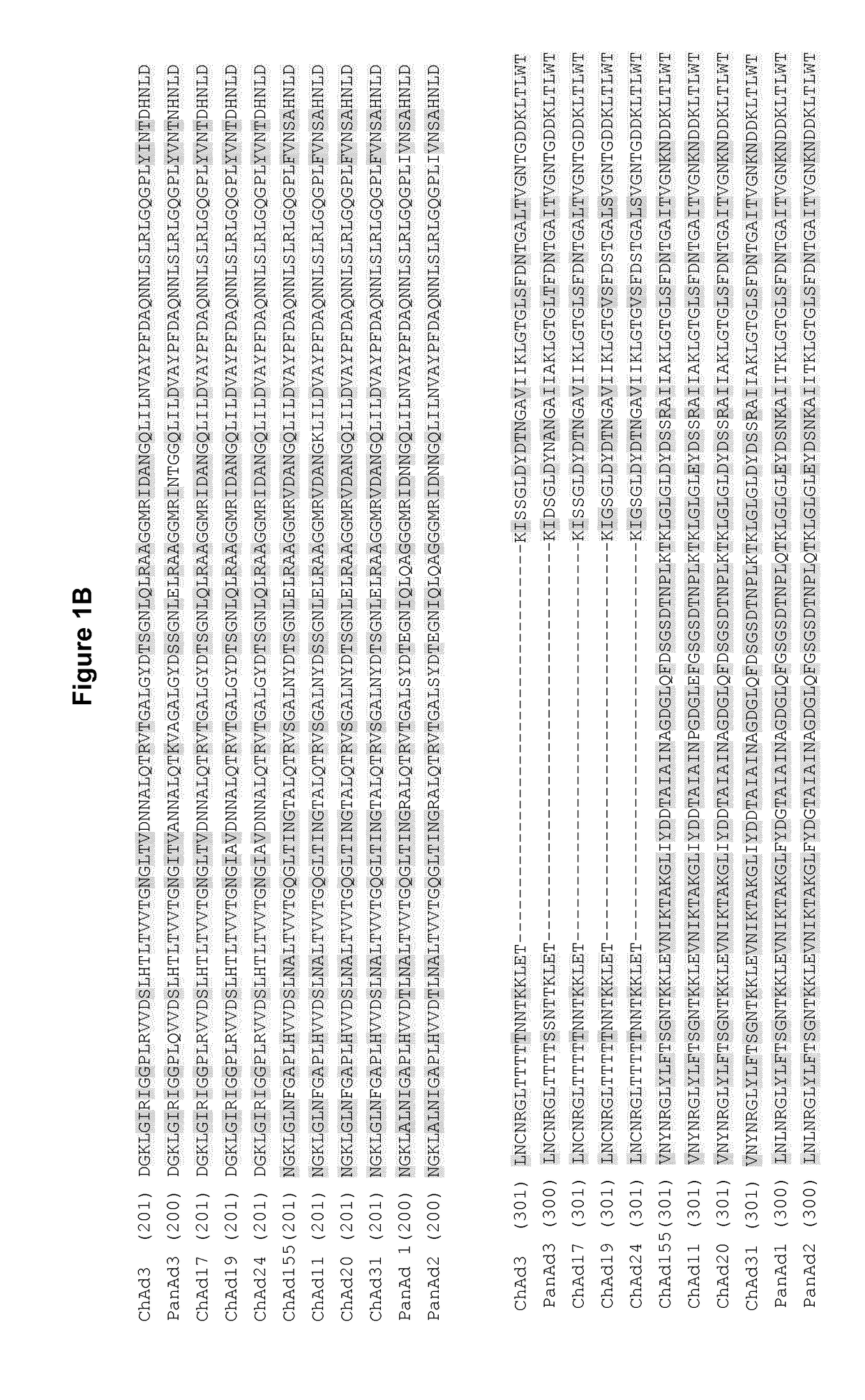 Novel adenovirus