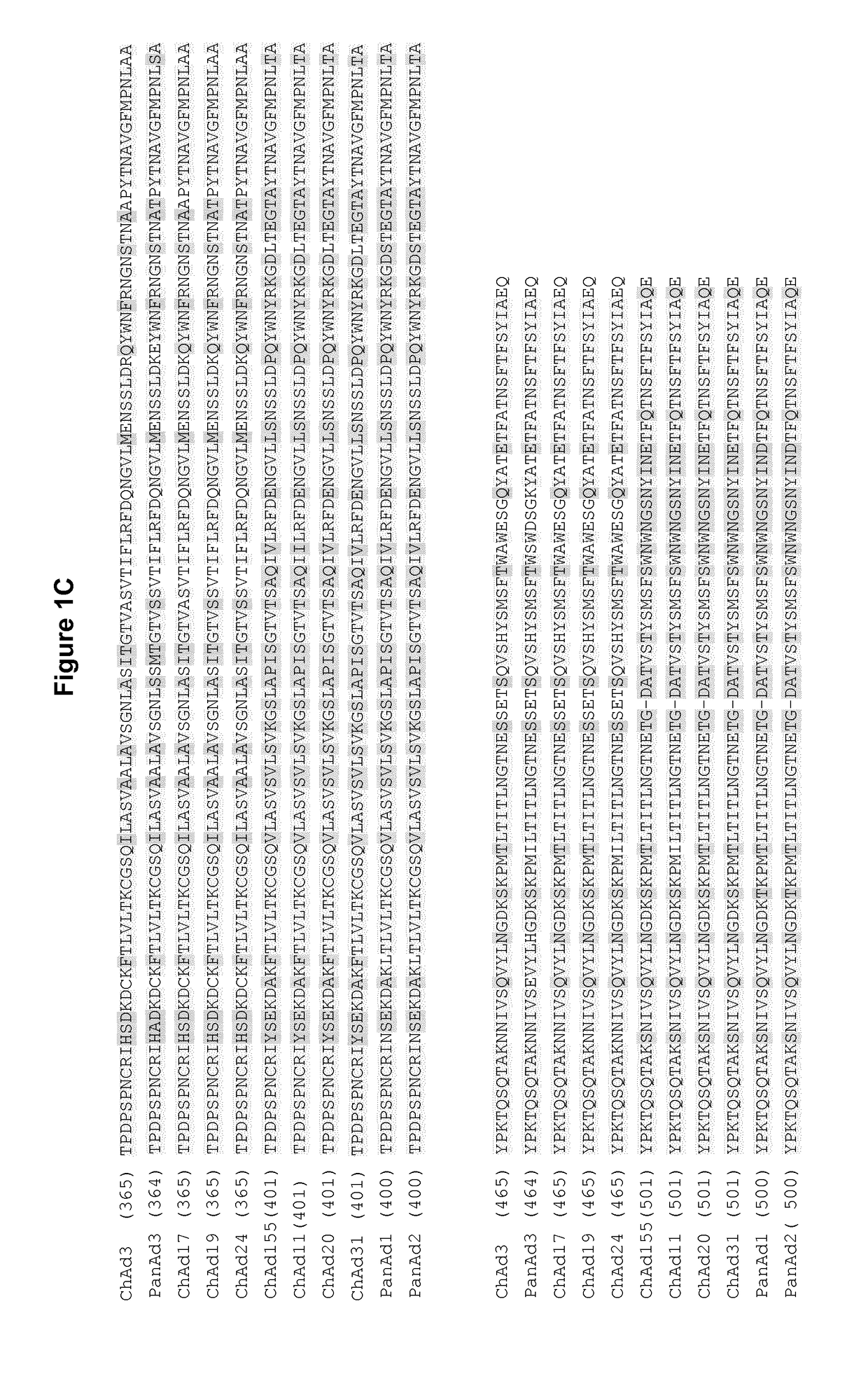 Novel adenovirus