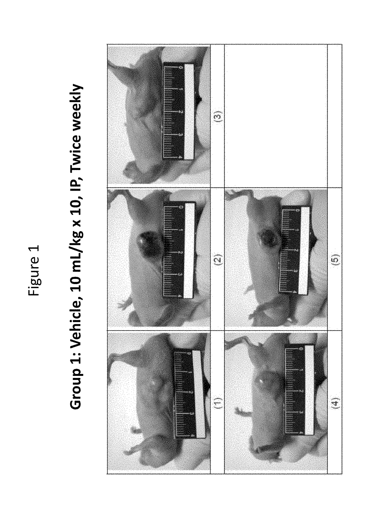 Antibodies, pharmaceutical compositions and methods