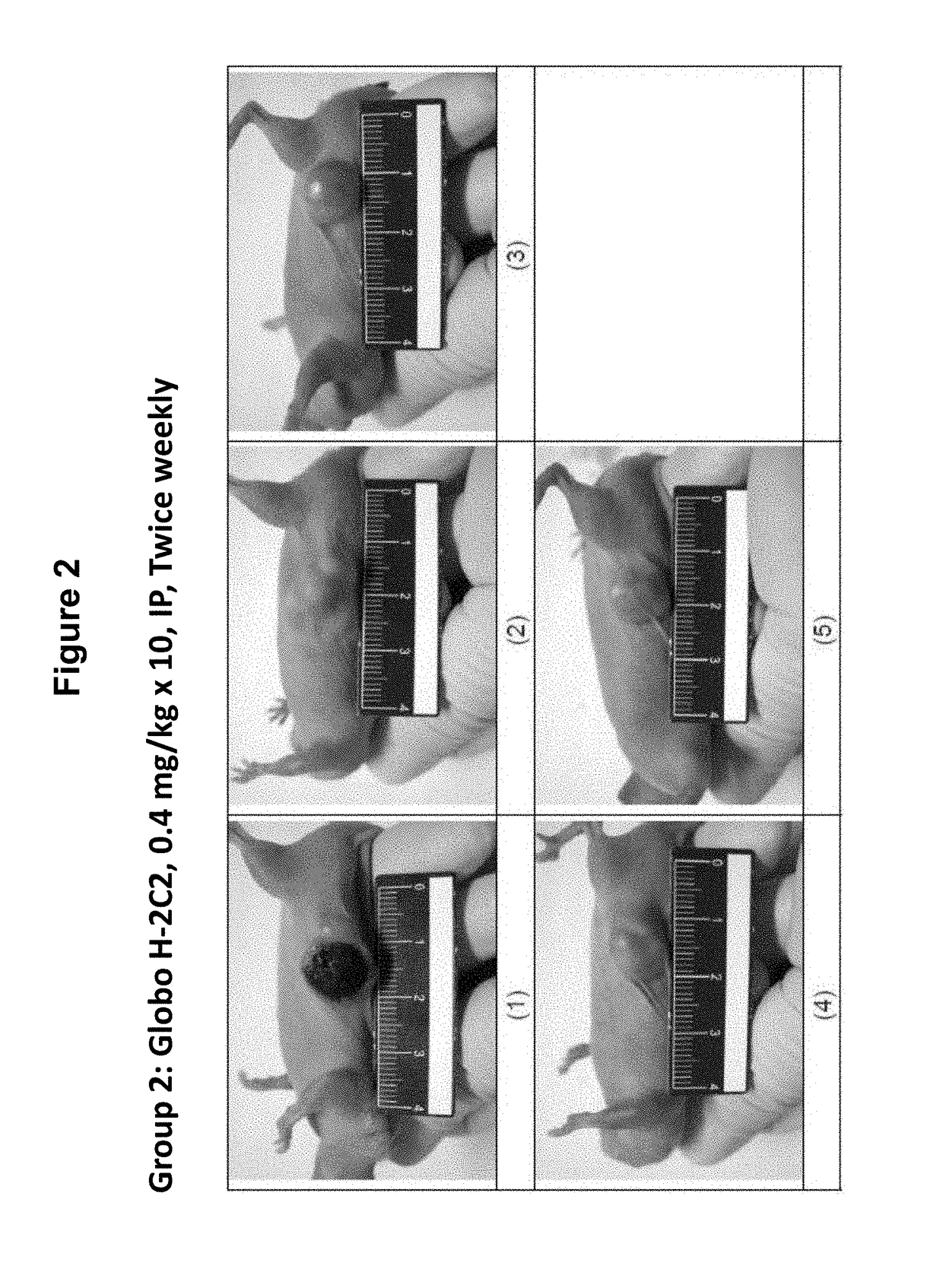 Antibodies, pharmaceutical compositions and methods