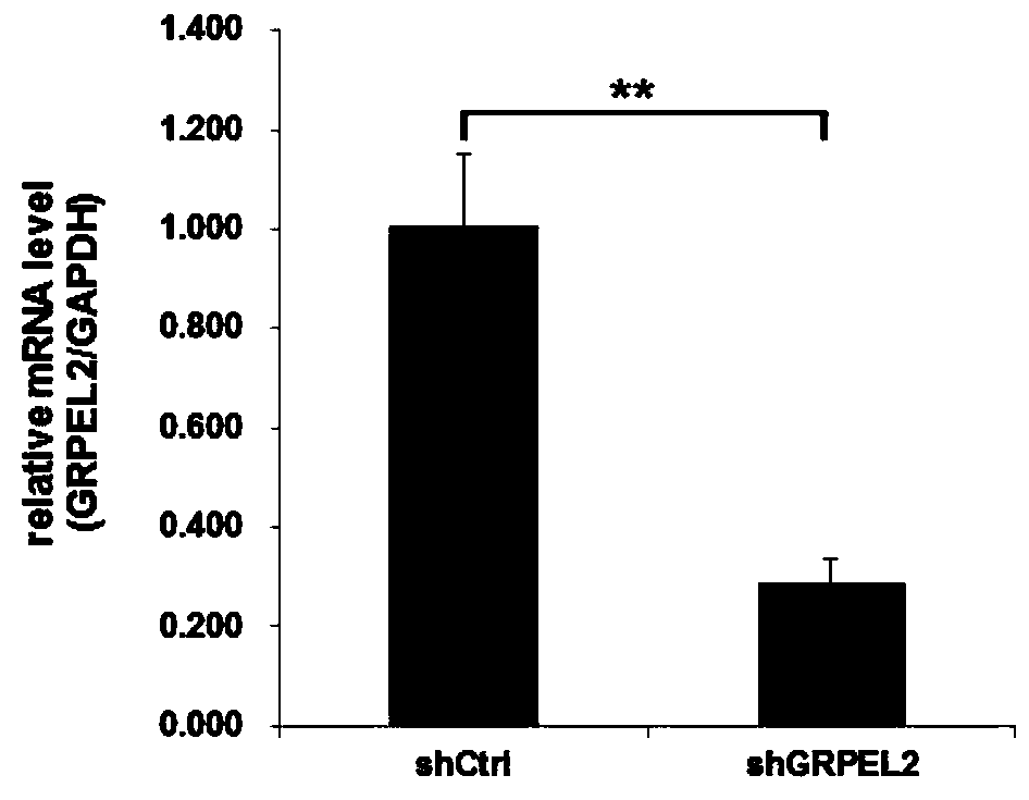 Application of human GRPEL2 gene and relevant product