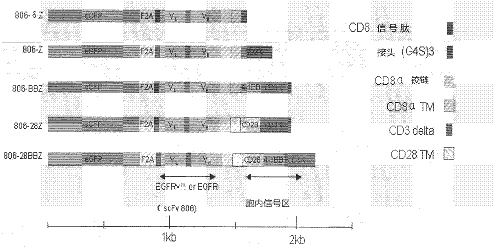 Nucleic acid encoding chimeric antigen receptor protein and t lymphocyte expressing chimeric antigen receptor protein