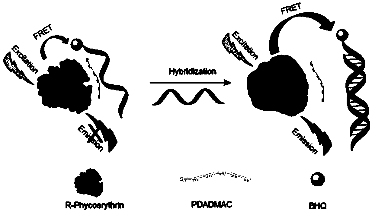 Method for detecting DNA hybridization by surface cationized R-phycoerythrin