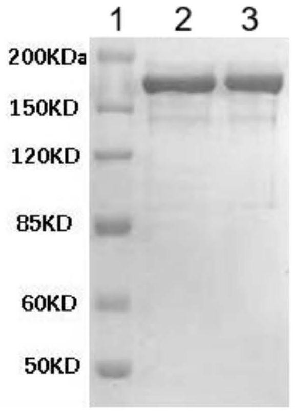 Platelet anti-human globulin experimental immune zone distribution detection method