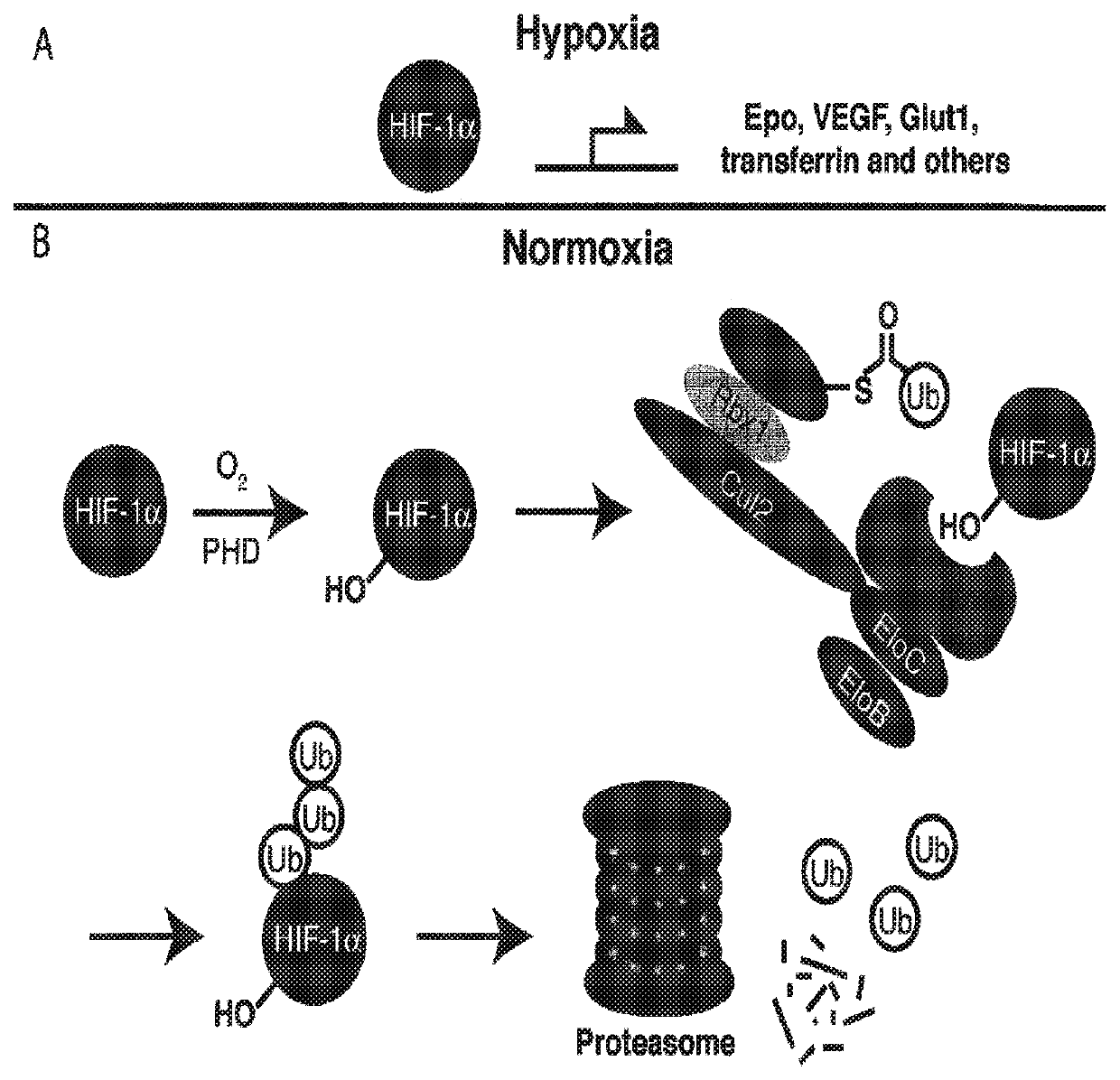 Compounds and methods for the enhanced degradation of targeted proteins