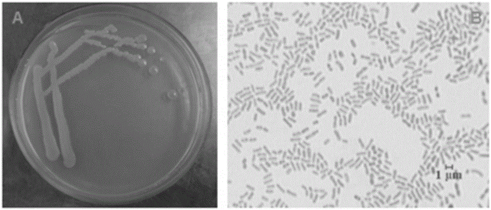 Achromobacter for heavy metal cadmium pollution treatment and application thereof