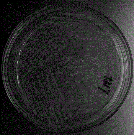 Bacillus megatherium T317, microbial agent and preparation method of microbial agent