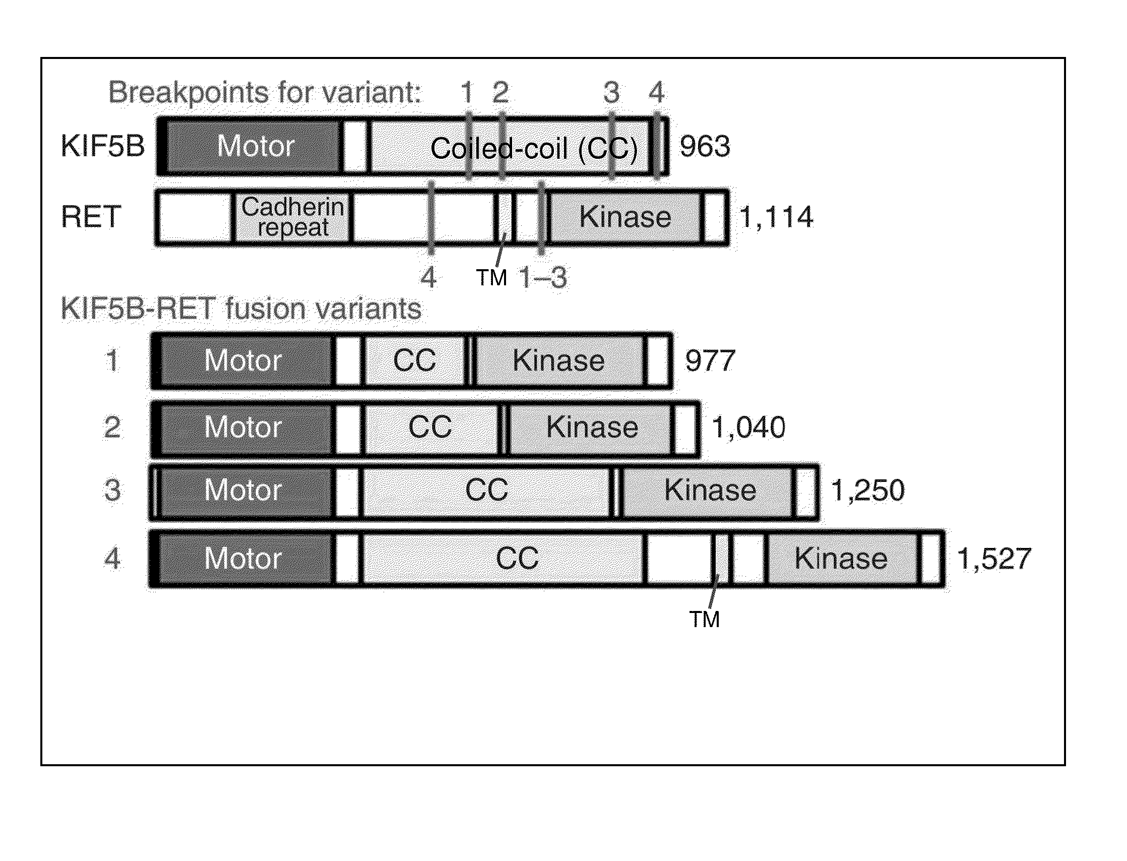 FUSION GENE OF Kif5b GENE AND Ret GENE, AND METHOD FOR DETERMINING EFFECTIVENESS OF CANCER TREATMENT TARGETING FUSION GENE