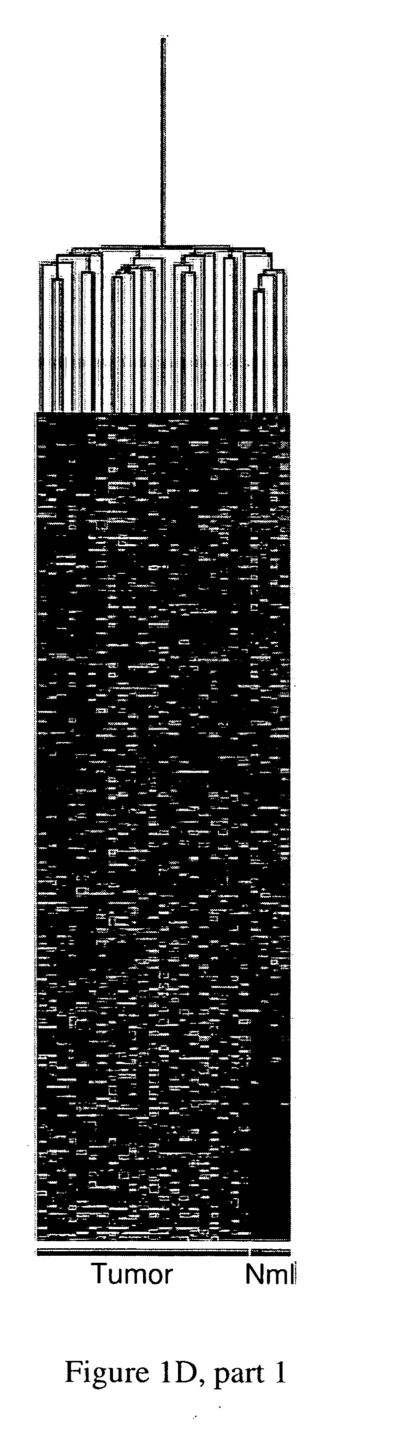 Tumor vasculature markers and methods of use thereof