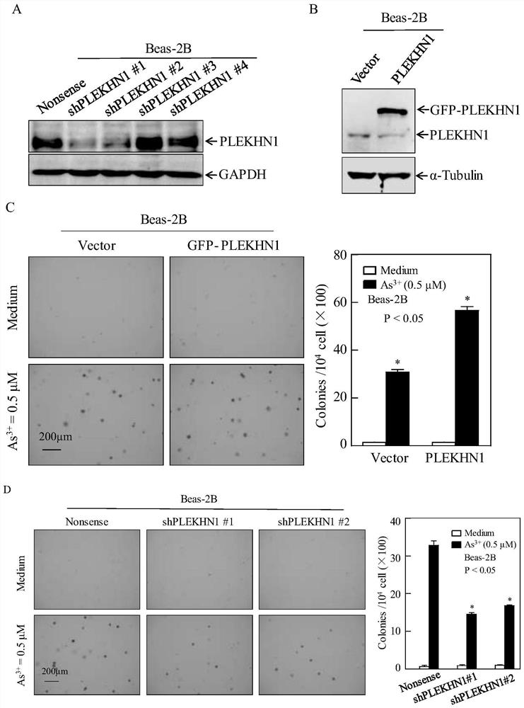 Prevention of lung cancer target plekhn1 and its application