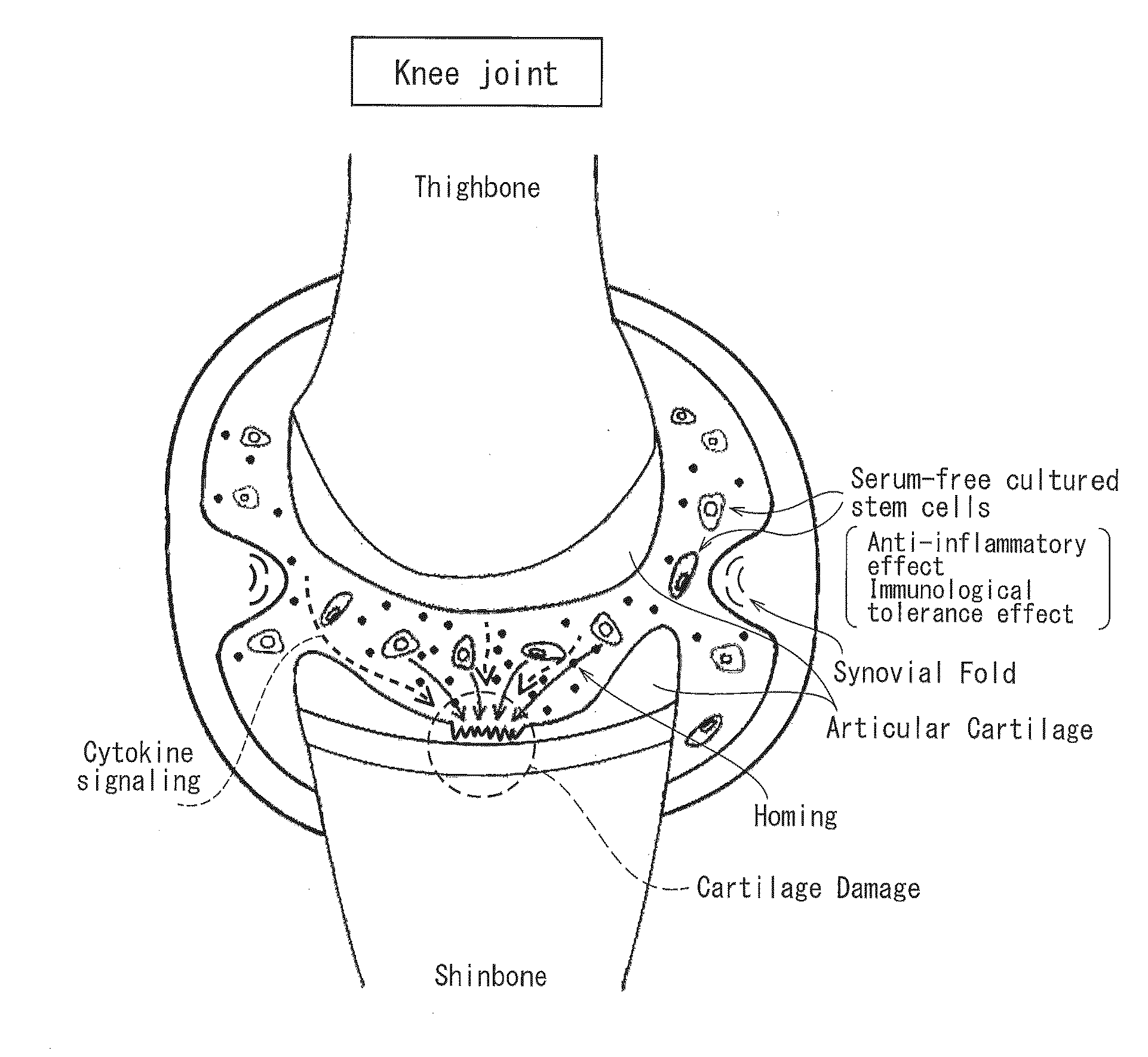 Cartilage-damage treatment agent and method for producing same