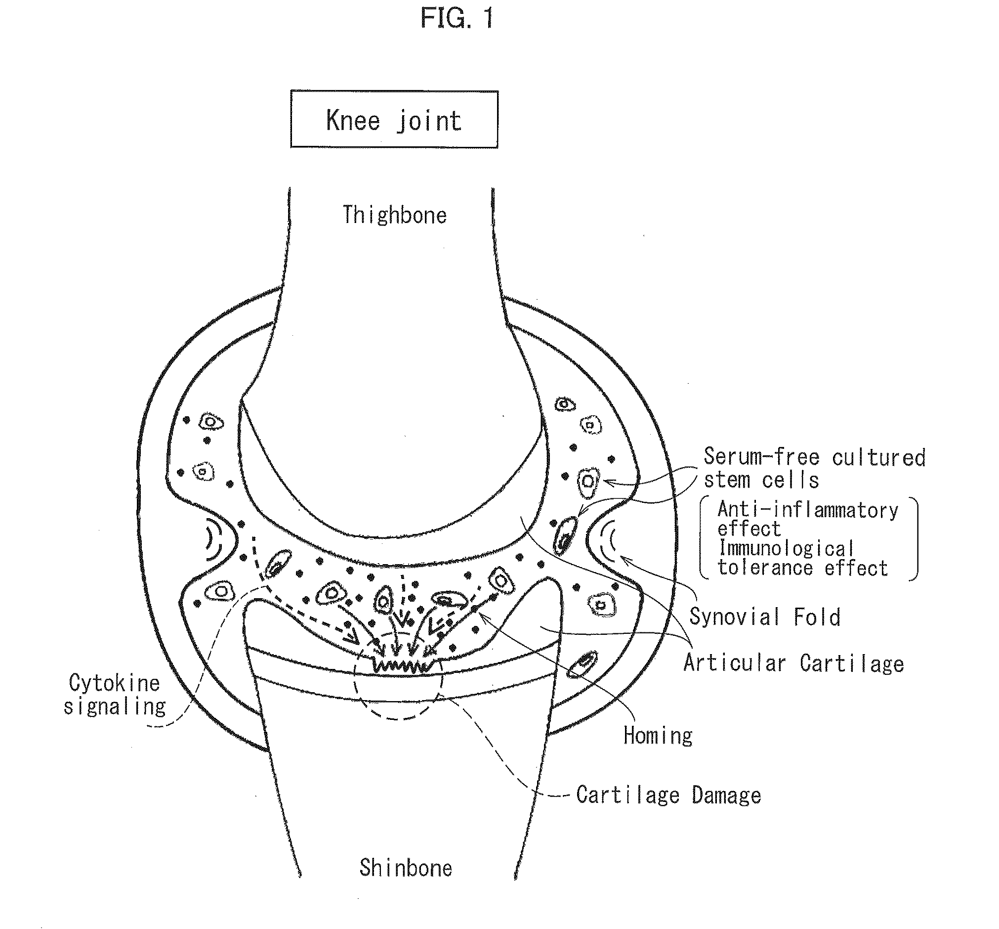 Cartilage-damage treatment agent and method for producing same