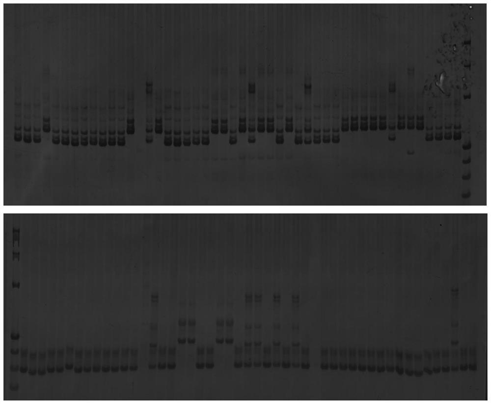 Screening and application of core primers for eggplant ssr molecular markers