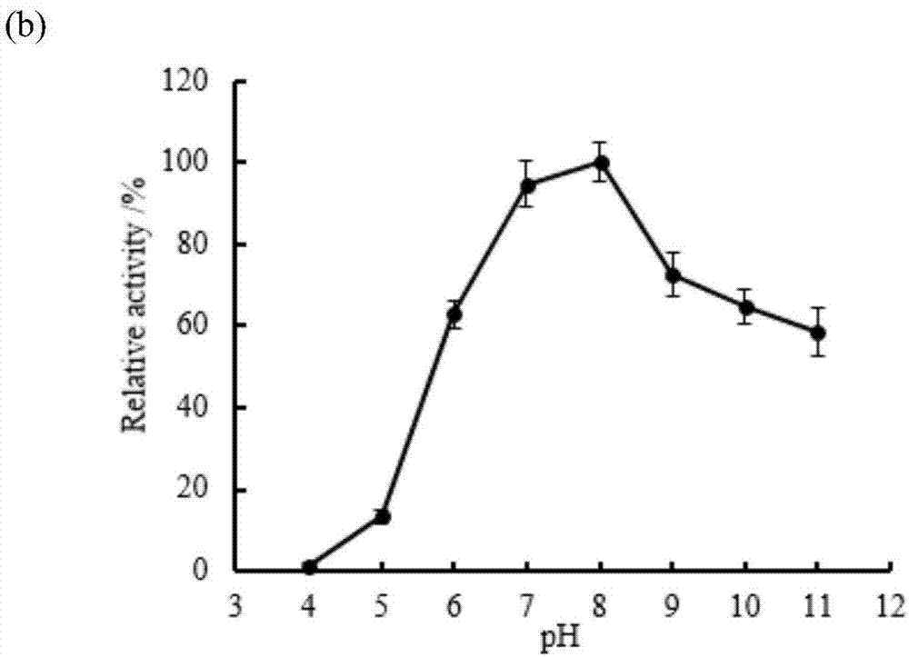 Escherichia coli engineering bacteria for expressing pseudomonas putida creatininase and application thereof