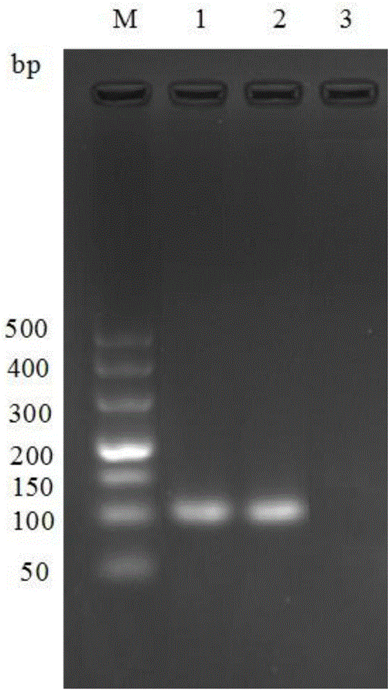 Real-time fluorescence quantification PCR detection primer for quickly identifying genotypes of duck circovirus and detection method thereof