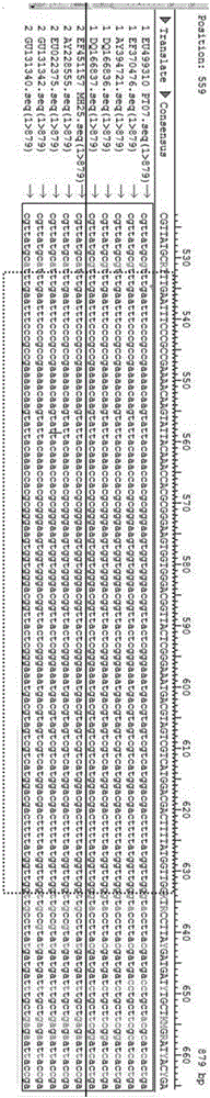 Real-time fluorescence quantification PCR detection primer for quickly identifying genotypes of duck circovirus and detection method thereof