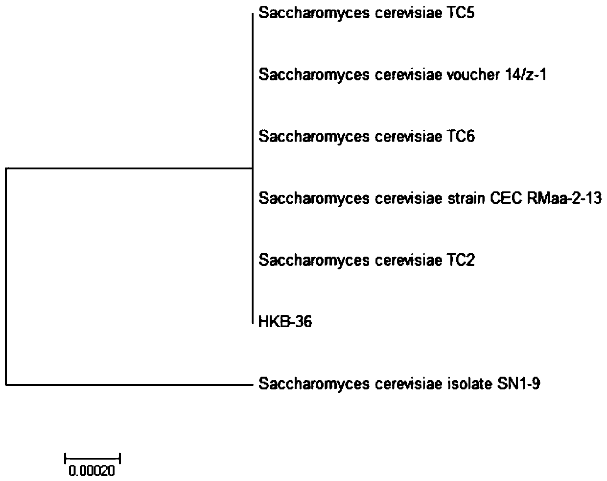 Sow feed including bacteriostatic yeast culture, and preparation method and applications thereof