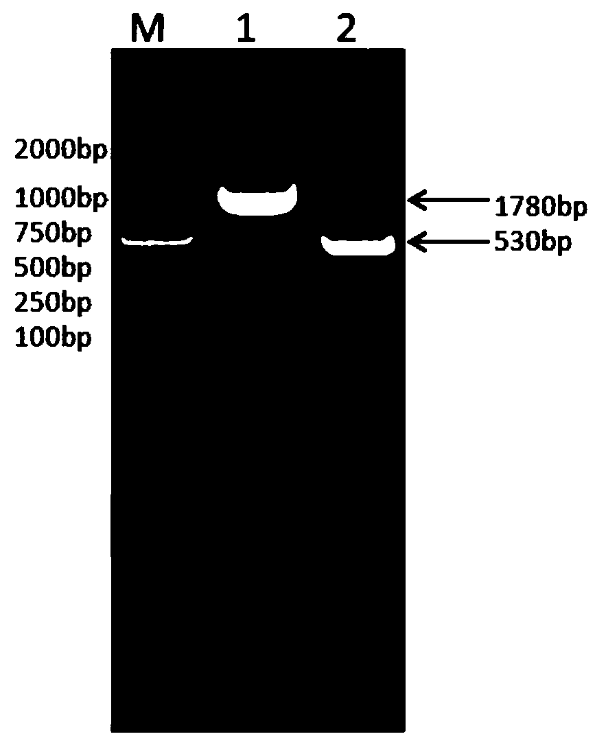 Fusion protein comprising pig albumin and pig interferon gamma, preparation method of fusion protein, and recombination pig long-acting interferon gamma