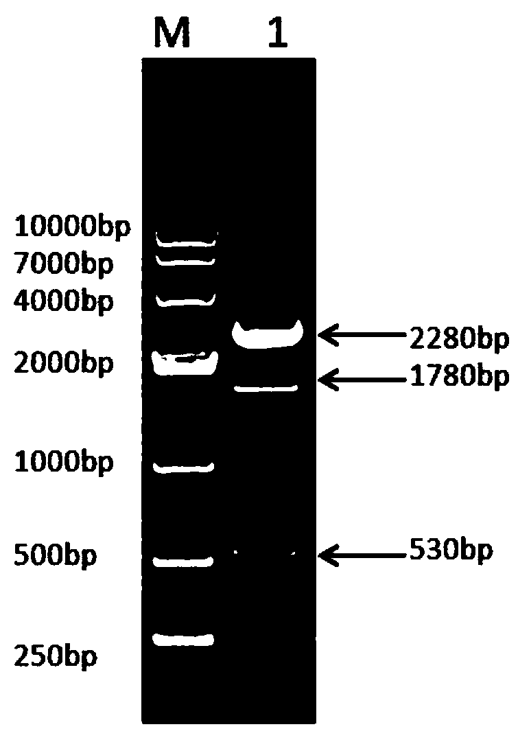 Fusion protein comprising pig albumin and pig interferon gamma, preparation method of fusion protein, and recombination pig long-acting interferon gamma