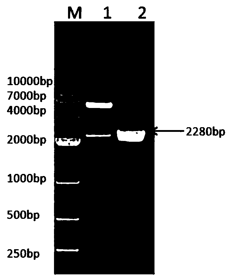 Fusion protein comprising pig albumin and pig interferon gamma, preparation method of fusion protein, and recombination pig long-acting interferon gamma