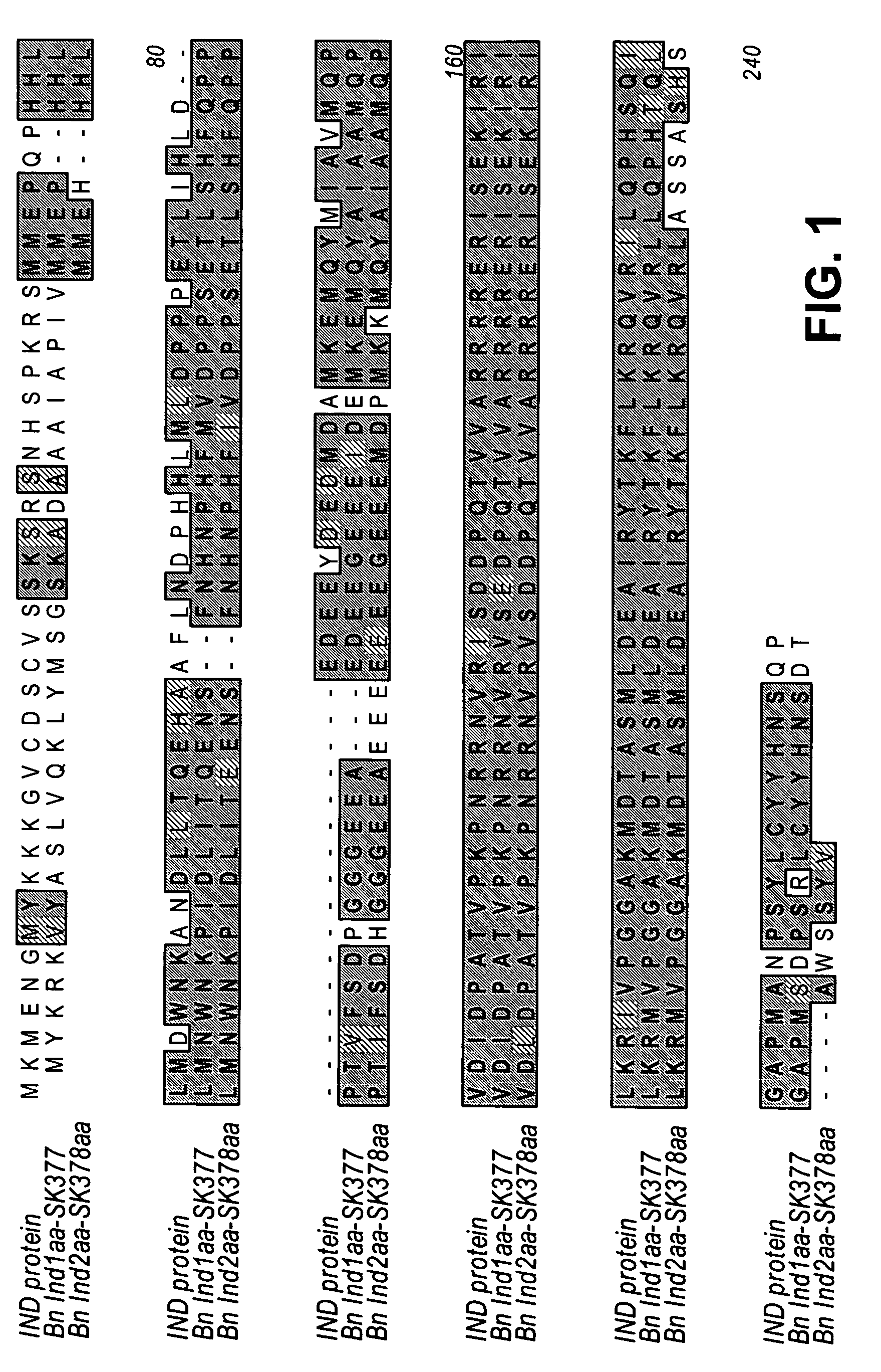 Brassica INDEHISCENT1 sequences