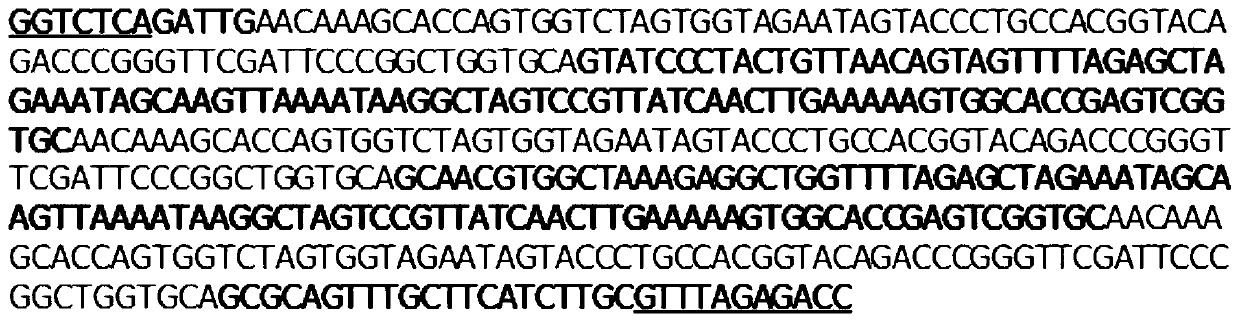 Applications of tobacco MLO2, MLO6 and MLO12 genes in preparation of tobacco varieties resistant to powdery mildew, and method for preparing tobacco varieties resistant to powdery mildew